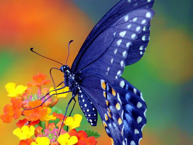 Все о бабочках в Алатыре | ЗооТом портал о животных