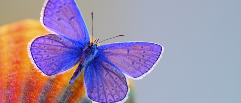 Все о бабочках в Алатыре | ЗооТом портал о животных