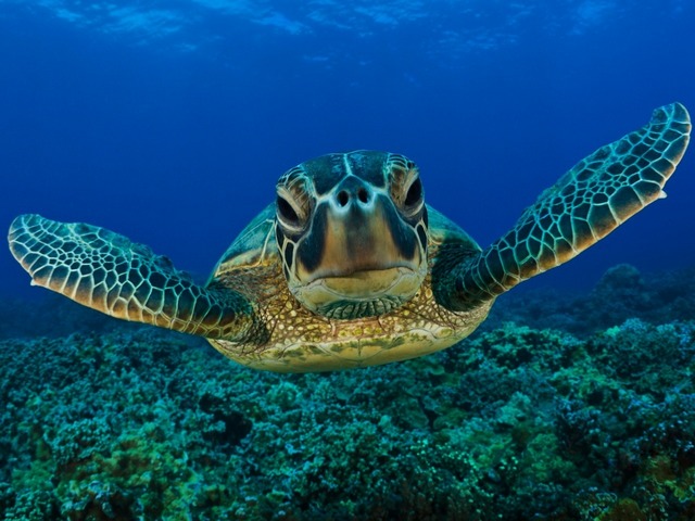 Все о черепахах в Алатыре | ЗооТом портал о животных