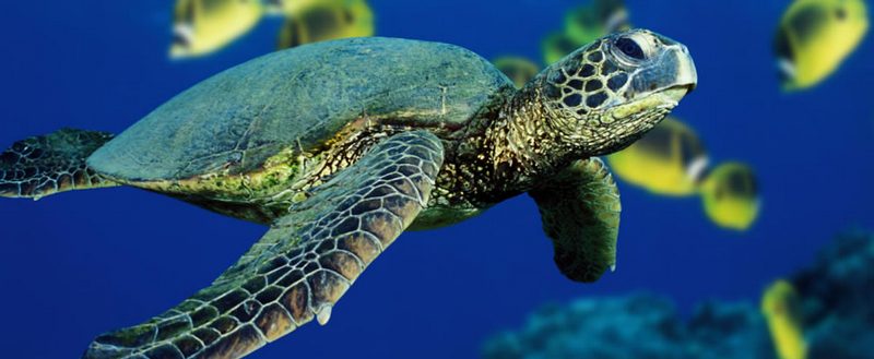 Все о черепахах в Алатыре | ЗооТом портал о животных