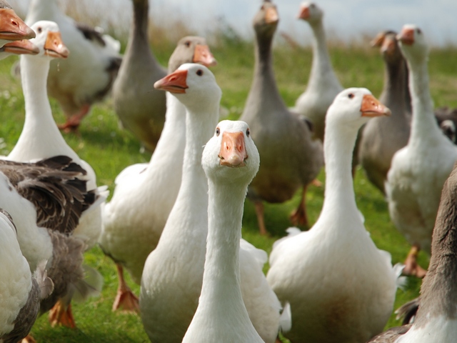 Все о гусях в Алатыре | ЗооТом портал о животных