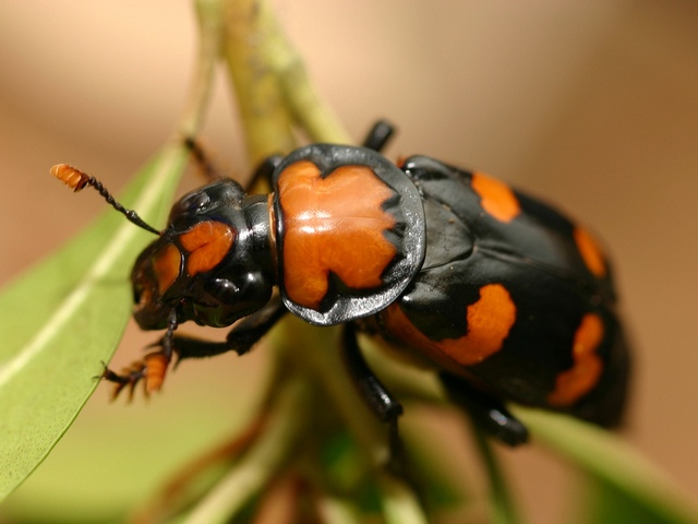 Все о жуках в Алатыре | ЗооТом портал о животных