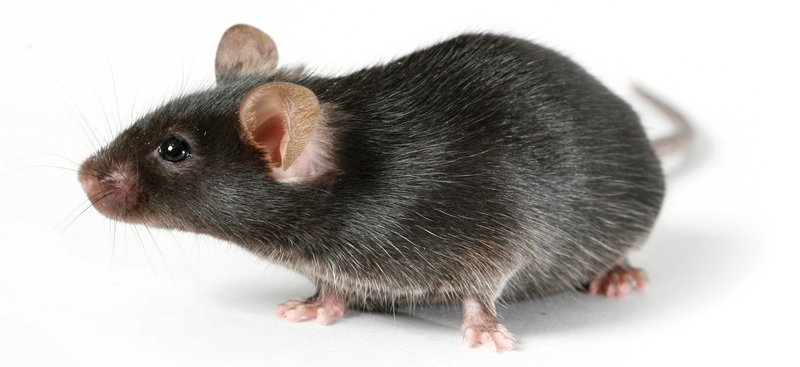 Все о крысах в Алатыре | ЗооТом портал о животных