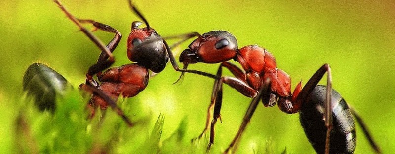 Все о муравьях в Алатыре | ЗооТом портал о животных