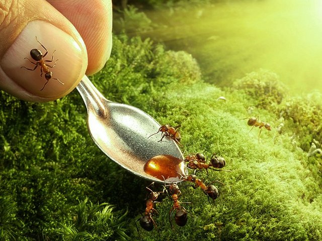 Все о муравьях в Алатыре | ЗооТом портал о животных