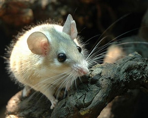 Все о мышах в Алатыре | ЗооТом - продажа, вязка и услуги для животных в Алатыре