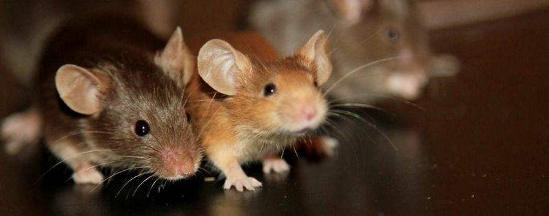 Все о мышах в Алатыре | ЗооТом - продажа, вязка и услуги для животных в Алатыре