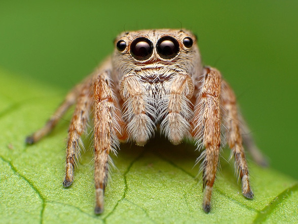 Все о пауках в Алатыре | ЗооТом портал о животных
