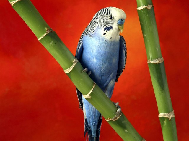 Все о попугаях в Алатыре | ЗооТом портал о животных