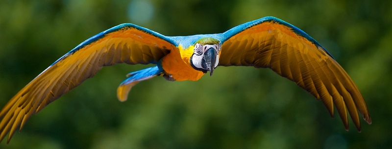 Все о попугаях в Алатыре | ЗооТом портал о животных