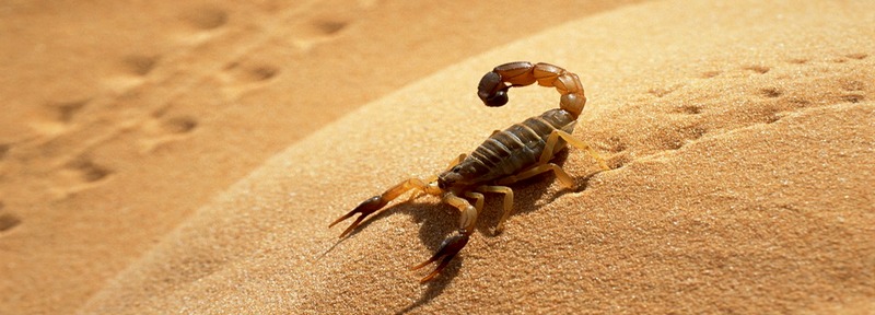 Все о скорпионах в Алатыре | ЗооТом портал о животных