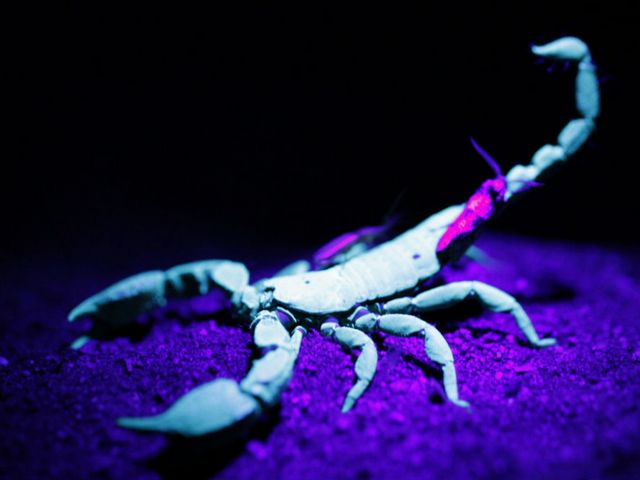 Все о скорпионах в Алатыре | ЗооТом портал о животных