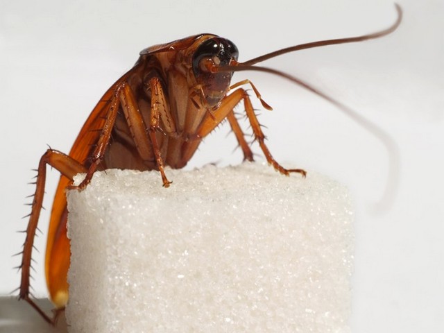 Все о тараканах в Алатыре | ЗооТом портал о животных