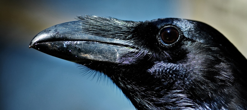Все о воронах в Алатыре | ЗооТом портал о животных