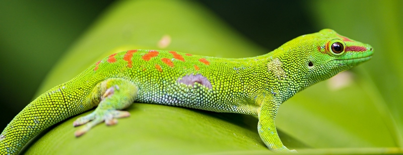 Все о гекконах в Алатыре | ЗооТом портал о животных