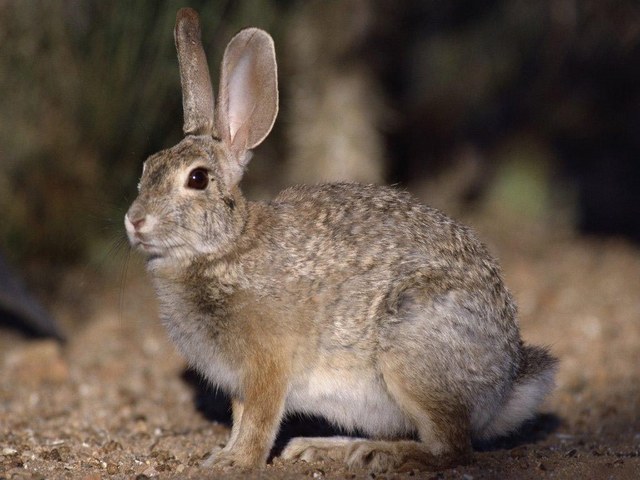 Все о зайцах | ЗооТом - продажа, вязка и услуги для животных в Алатыре