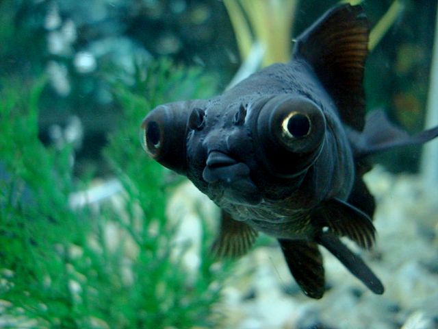 Породы аквариумных рыбок в Алатыре | ЗооТом портал о животных