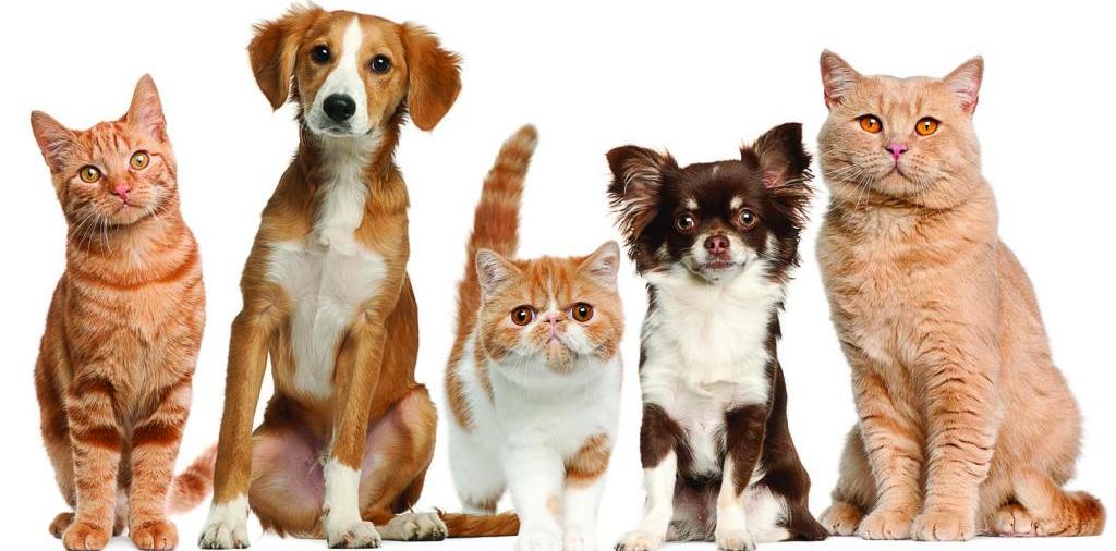 Доска объявлений о животных | ЗооТом - продажа, вязка и услуги для животных в Алатыре