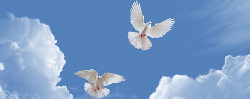 Все о голубях | ЗооТом - продажа, вязка и услуги для животных в Алатыре