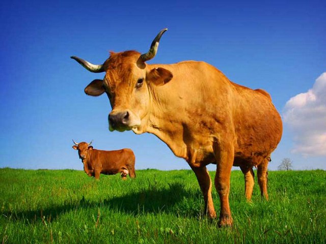 Все о коровах в Алатыре | ЗооТом портал о животных