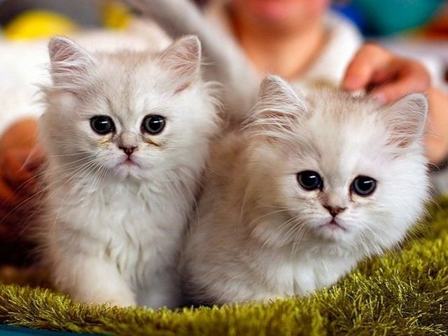 Породы кошек в Алатыре | ЗооТом портал о животных