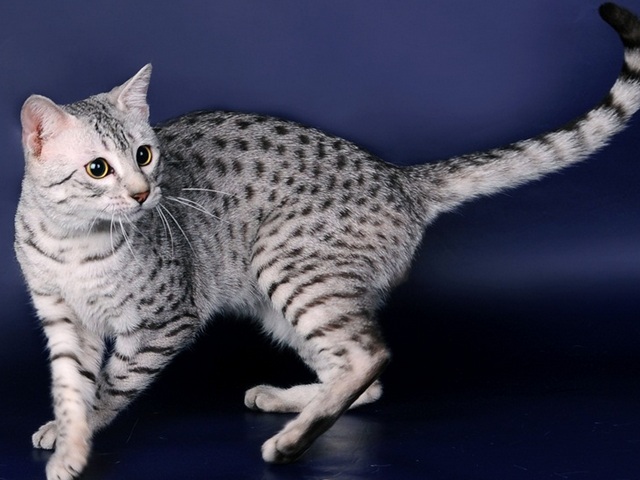 Породы кошек в Алатыре | ЗооТом портал о животных