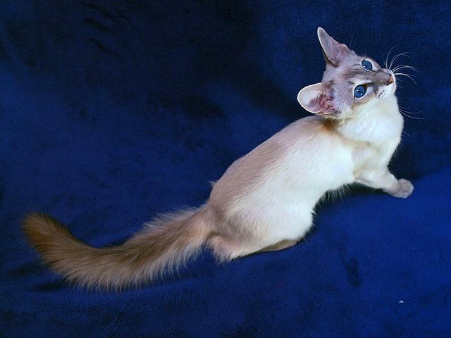 Выведенные породы кошек в Алатыре | ЗооТом портал о животных