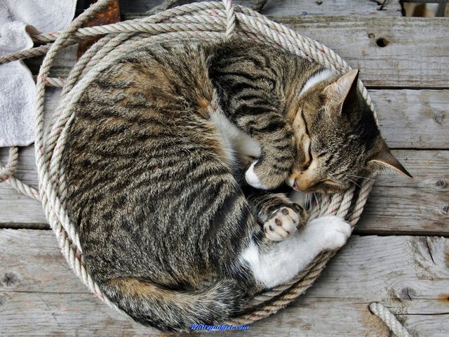 Все о кошках в Алатыре | ЗооТом портал о животных