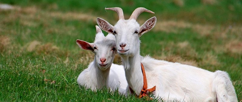 Все о козах в Алатыре | ЗооТом портал о животных