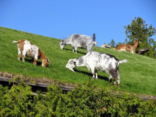 Все о козах в Алатыре | ЗооТом портал о животных