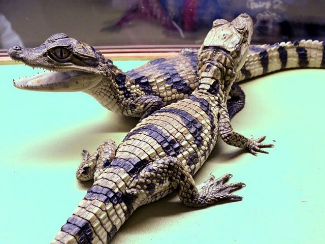 Все о крокодилах в Алатыре | ЗооТом портал о животных