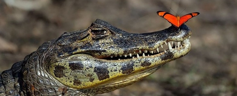 Все о крокодилах в Алатыре | ЗооТом портал о животных