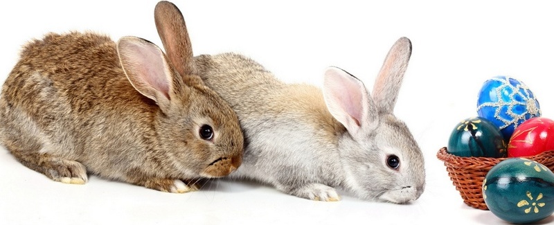 Все о кроликах в Алатыре | ЗооТом портал о животных
