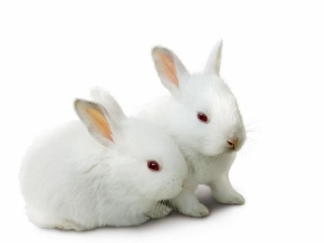 Все о кроликах в Алатыре | ЗооТом портал о животных