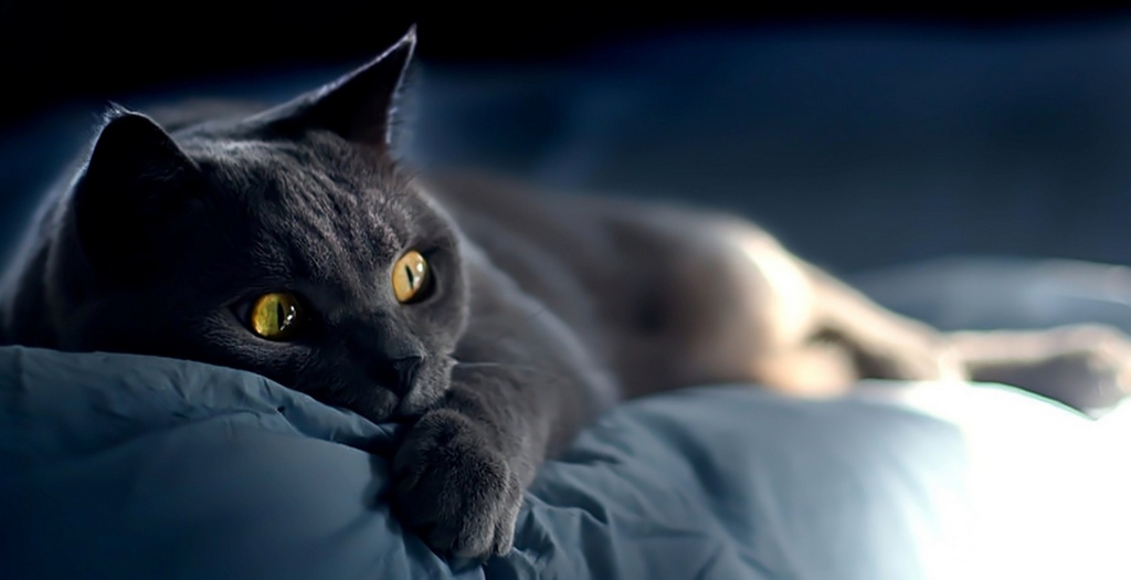 Объявления о кошках | ЗооТом - продажа, вязка и услуги для животных в Алатыре