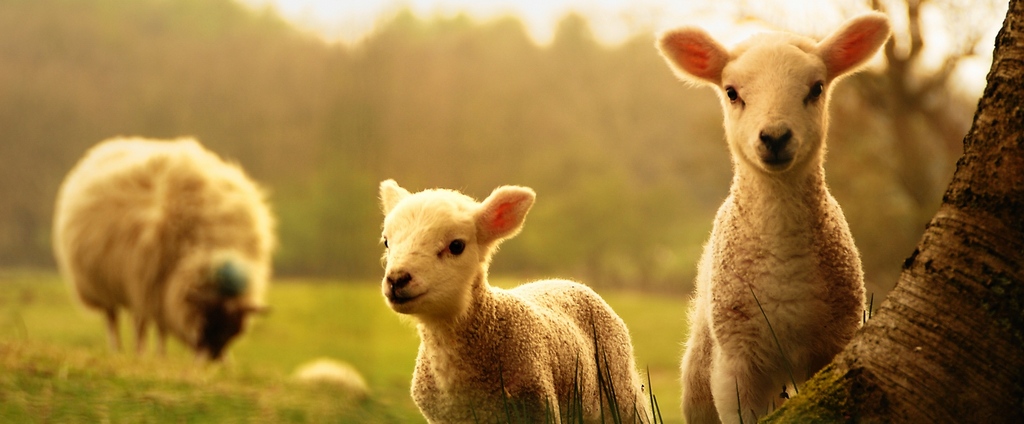 Объявления о сельскохозяйственных животных | ЗооТом - продажа, вязка и услуги для животных в Алатыре