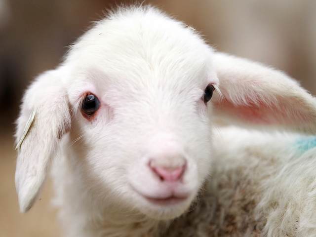 Овцы и бараны в Алатыре | ЗооТом портал о животных