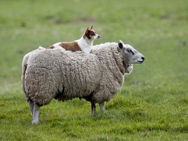 Все об овцах в Алатыре | ЗооТом портал о животных