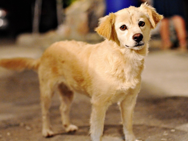 Породы собак в Алатыре | ЗооТом портал о животных
