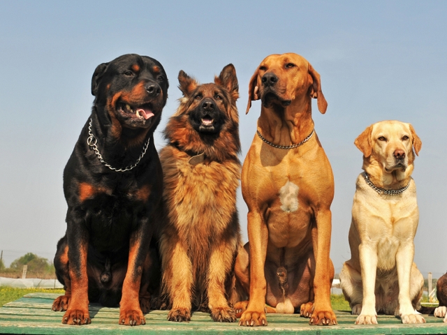 Крупные породы собак в Алатыре | ЗооТом портал о животных