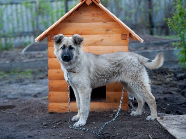 Все о собаках в Алатыре