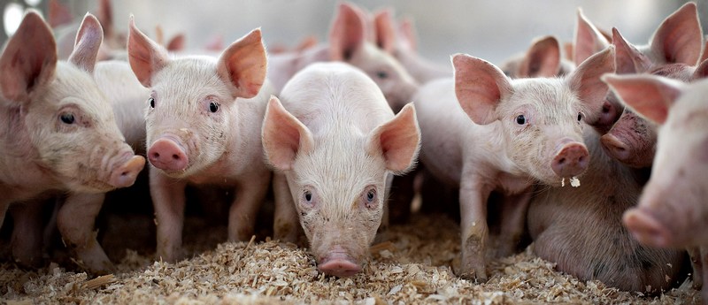 Все о свиньях в Алатыре | ЗооТом портал о животных