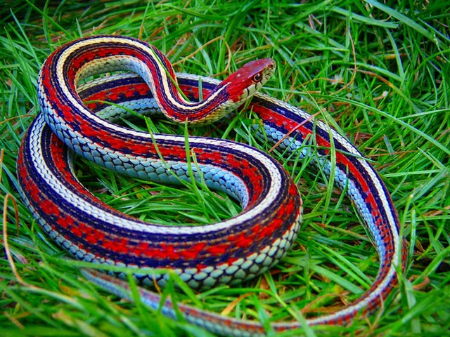 Все о змеях в Алатыре | ЗооТом портал о животных